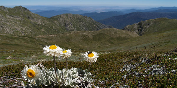 summer flowers1